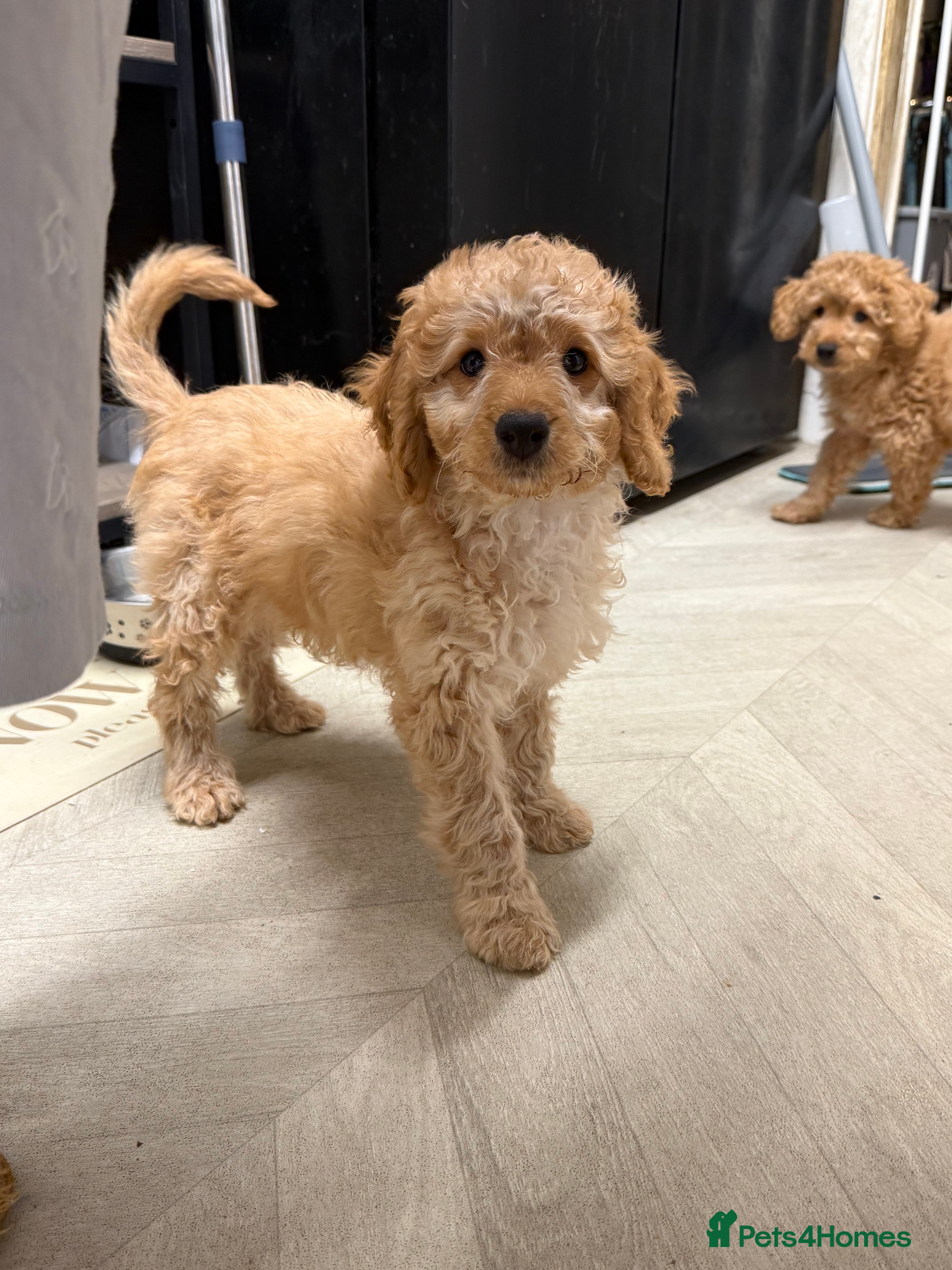 Cockapoo dogs Cockapoo Puppies For Sale  - Advert 2