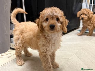 Cockapoo dogs Cockapoo Puppies For Sale - Advert 13