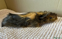 Guinea Pig rodents for sale: Young Guinea pigs  - Image 17