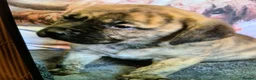 Presa Canario dogs for sale: Presser canario puppies - Advert 6