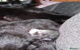 Norwegian Forest Cat cats for sale: Norwegian forest x British long hair - Image 2