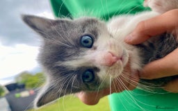 Ragdoll cats for sale: Ragdoll cross kittens  - Image 10