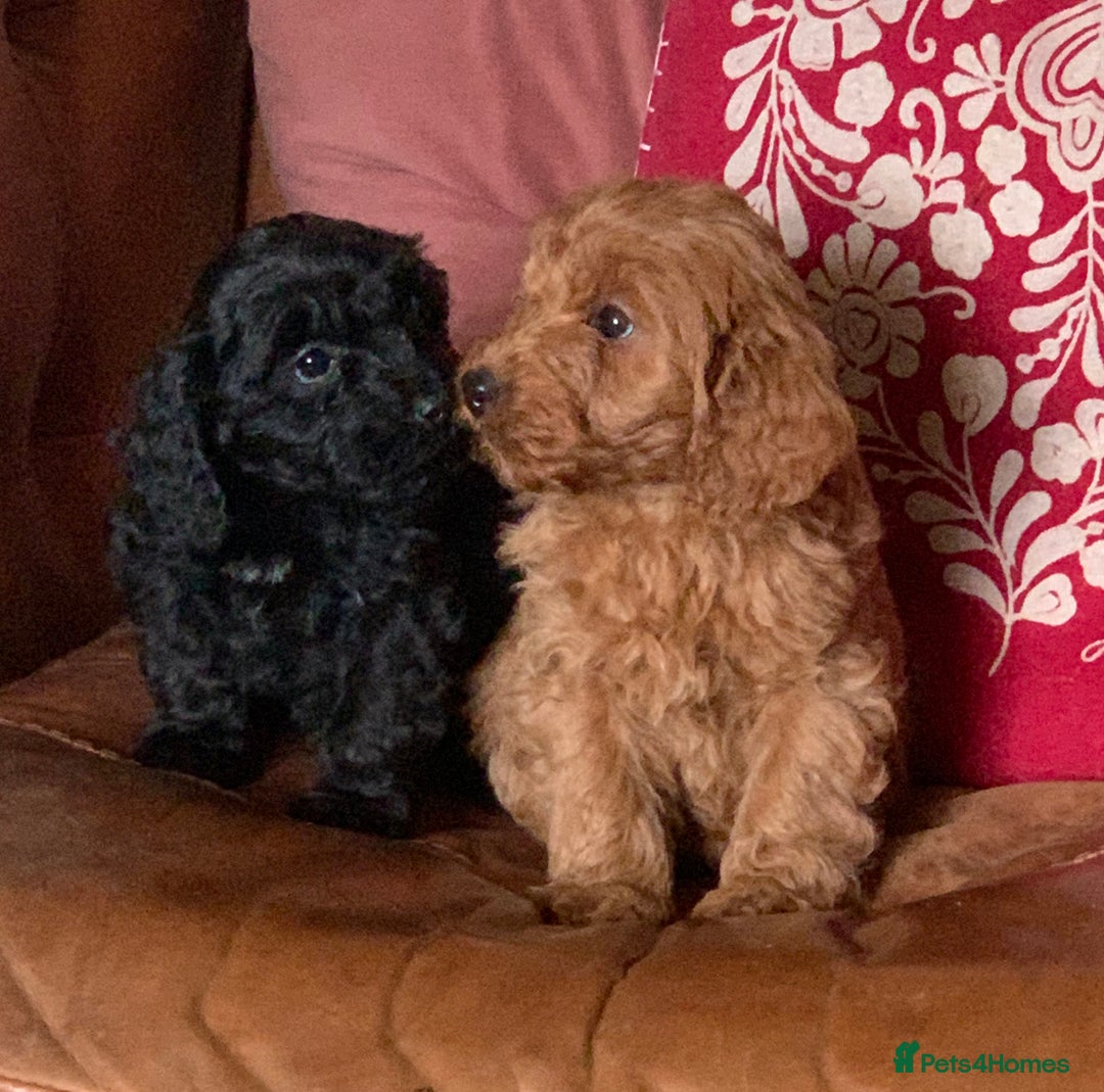 Cockapoo dogs for sale: Small Curly Cockapoo Puppies For Sale - Advert 5