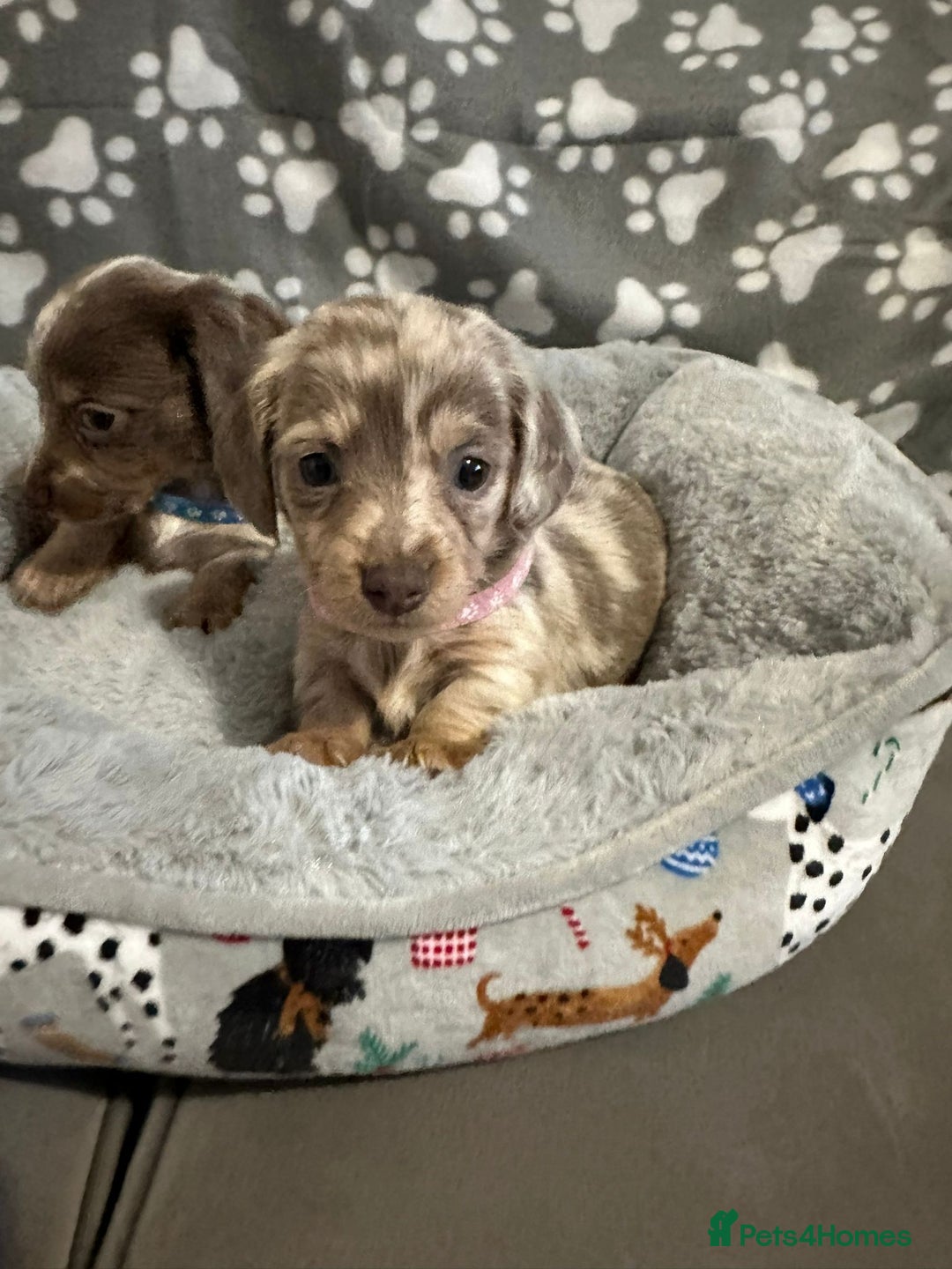 Miniature Dachshund dogs for sale: Miniature dachshunds  - Advert 4