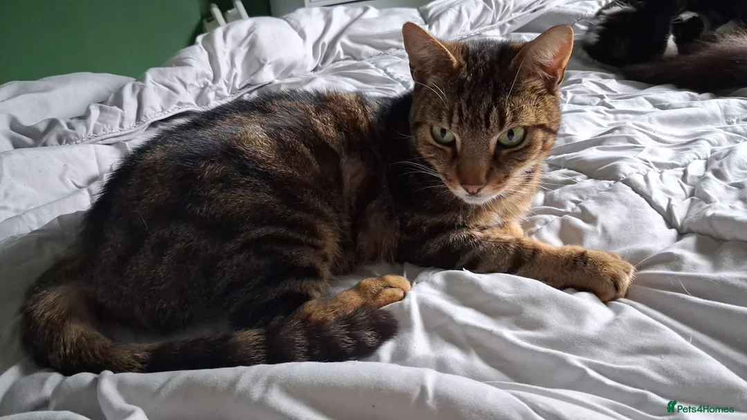 Mixed Breed cats for sale: Meet Kali! in Rotherham - Advert 1