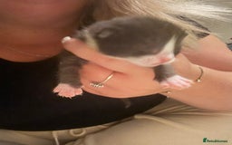 British Shorthair cats for sale: 5 male kittens available  - Image 3