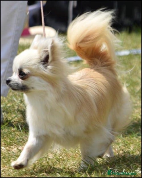 Chihuahua dogs Longcoat Chihuahua boys - Advert 1