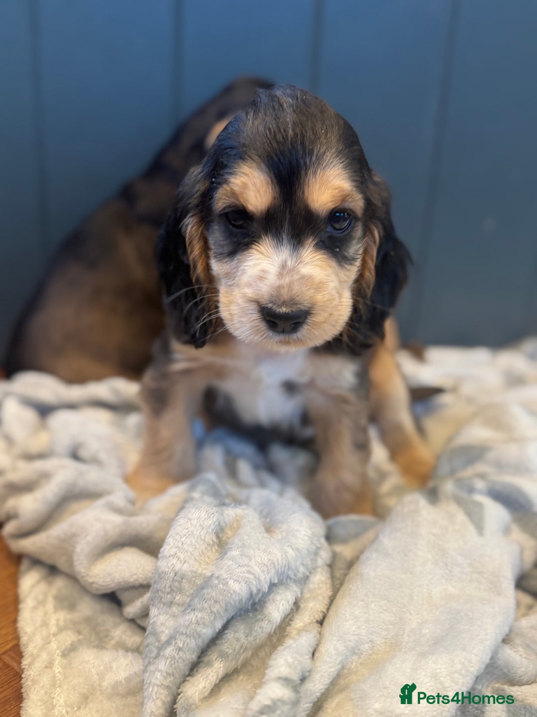 Cocker Spaniel dogs for sale: Gorgeous KC Show Cocker Spaniel Puppies - Advert 22