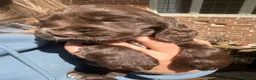 Cocker Spaniel dogs for sale: One Chocolate boy left KC Show Cocker Spaniel in Swindon - Advert 4