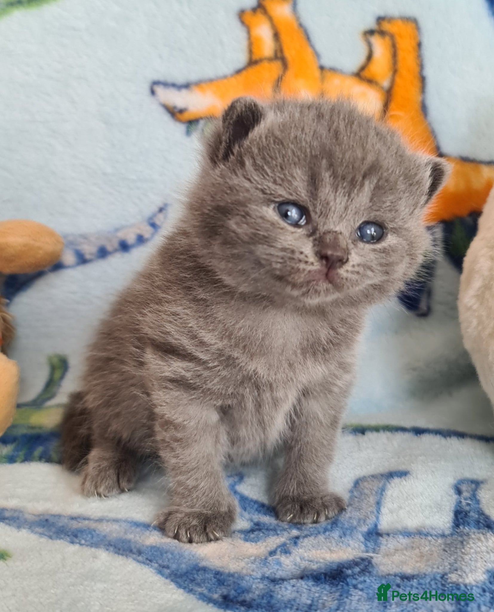 British Shorthair cats British ShortHair Kittens 💝GCCF  - Advert 1