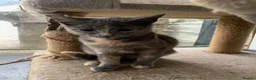Mixed Breed cats for sale: Adorable kittens - Advert 1