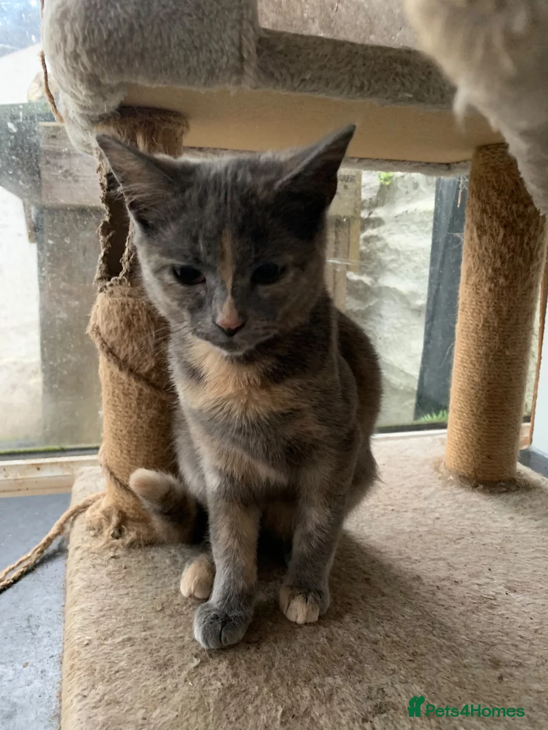 Mixed Breed cats for sale: Adorable kittens - Advert 1