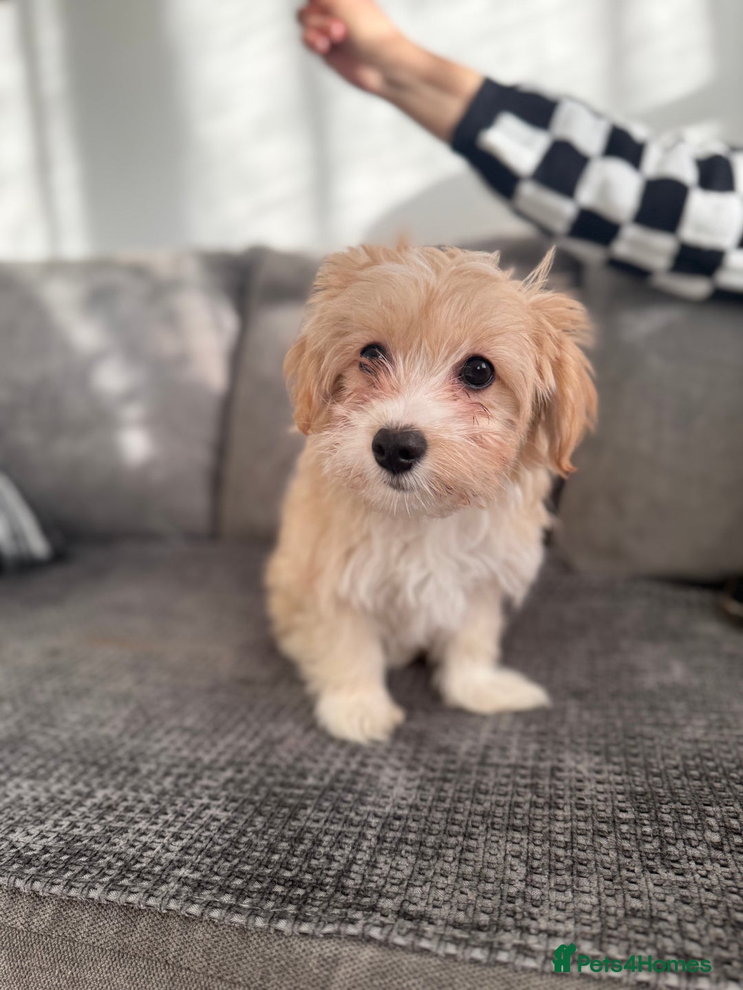 Morkie dogs for sale: Beige morkie  - Advert 7