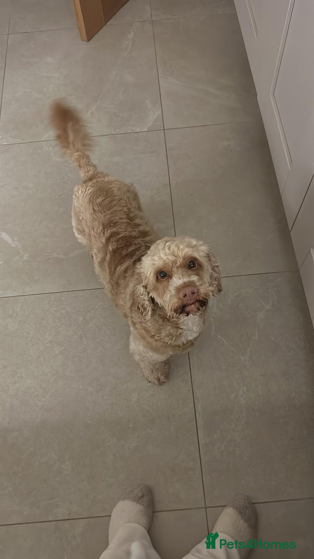 Cockapoo dogs for adoption: 💙🐶 BOBBY 🐶💙 - Advert 12