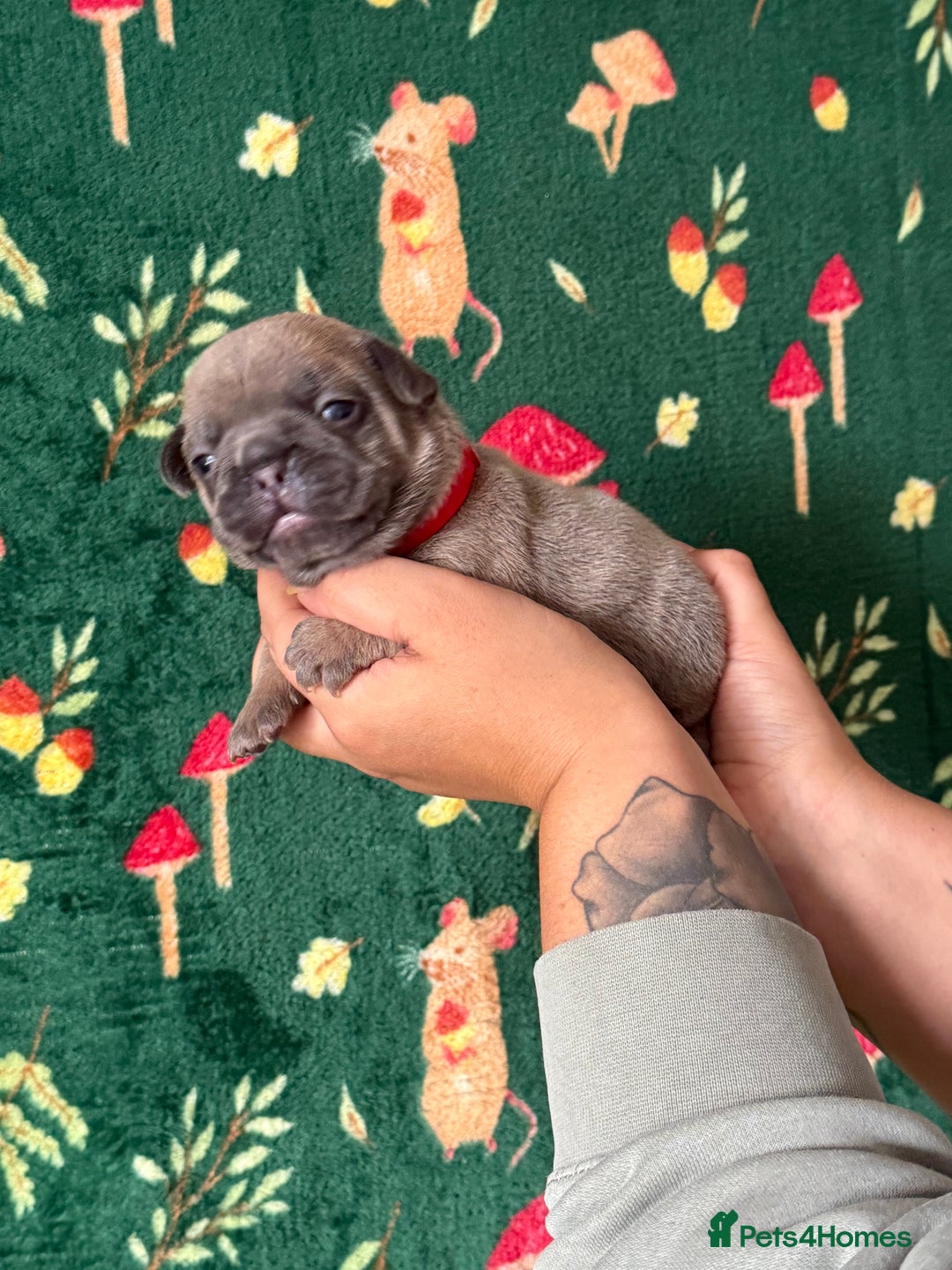 French Bulldog dogs for sale: French bulldog puppy’s  - Image 3