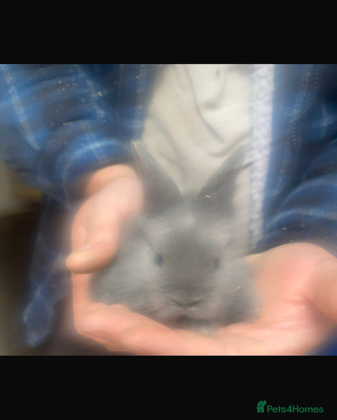 Lionhead rabbits for sale: Baby Lionhead bunnies  - Advert 7