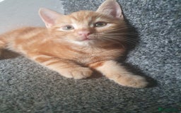 Mixed Breed cats for sale: Playful male kittens - Image 3