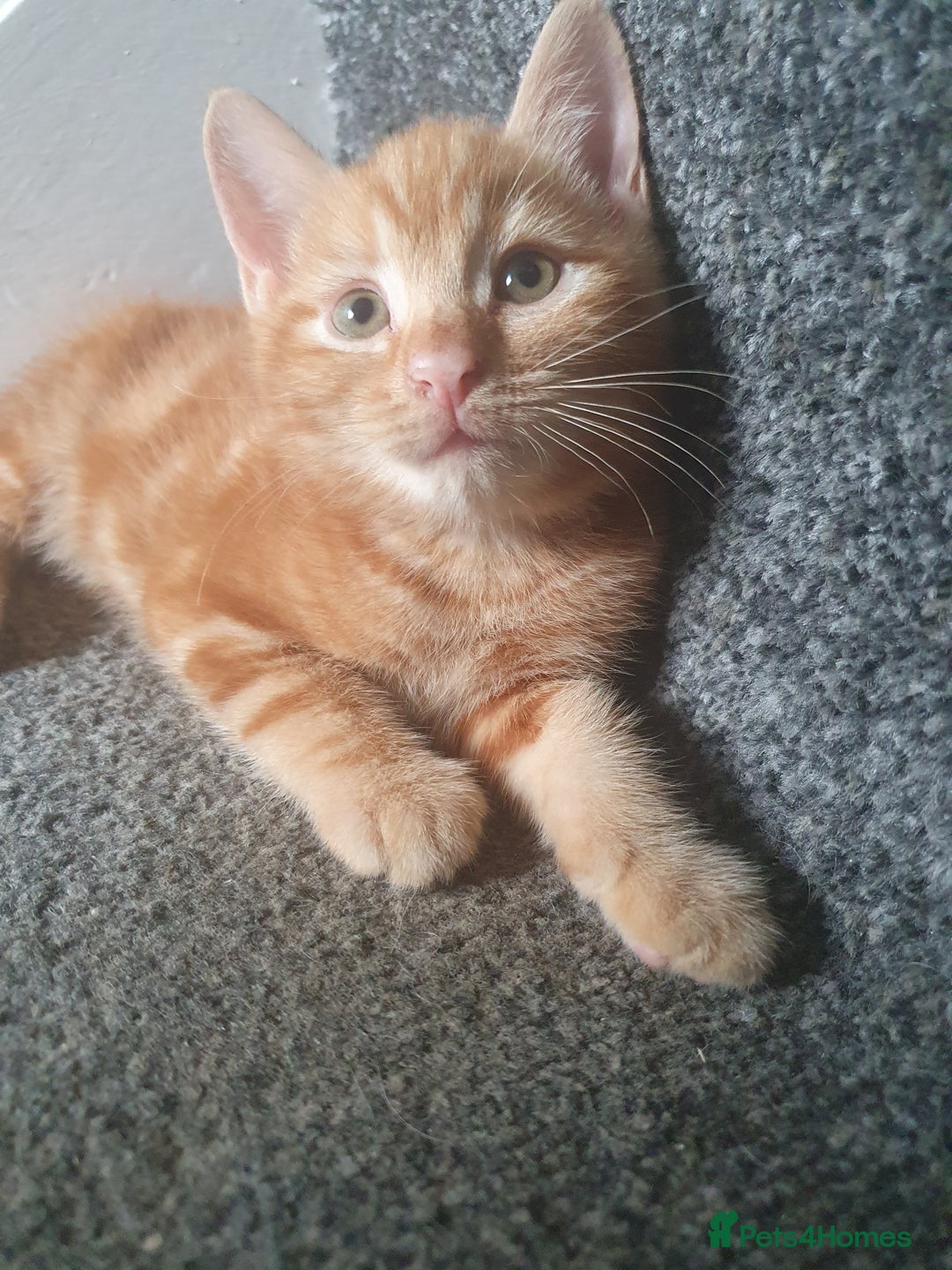 Mixed Breed cats for sale: Playful male kittens - Image 3