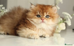 British Longhair cats for sale: Last Golden Chinchilla ny12 LH kitty - Image 15
