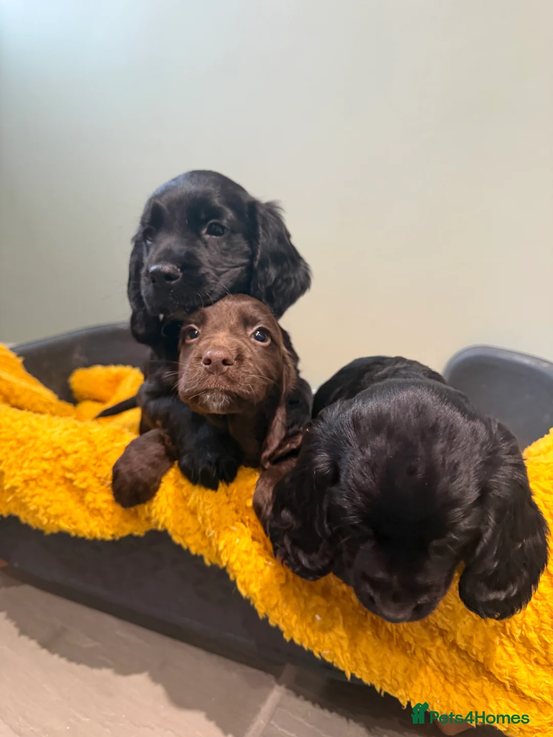 Sprocker dogs for sale: Stunning Sprocker puppies Cocker/Springer  - Advert 10