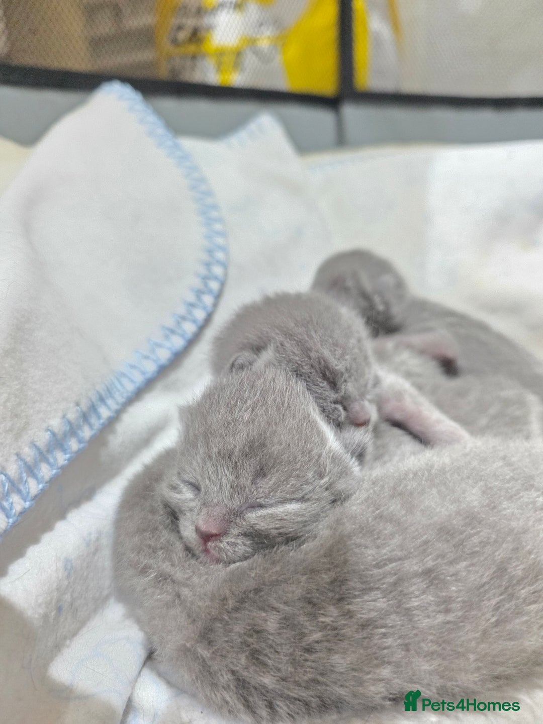 Scottish Fold cats for sale: 3 beautiful female scottish fold & straights 😍🎀 - Advert 5