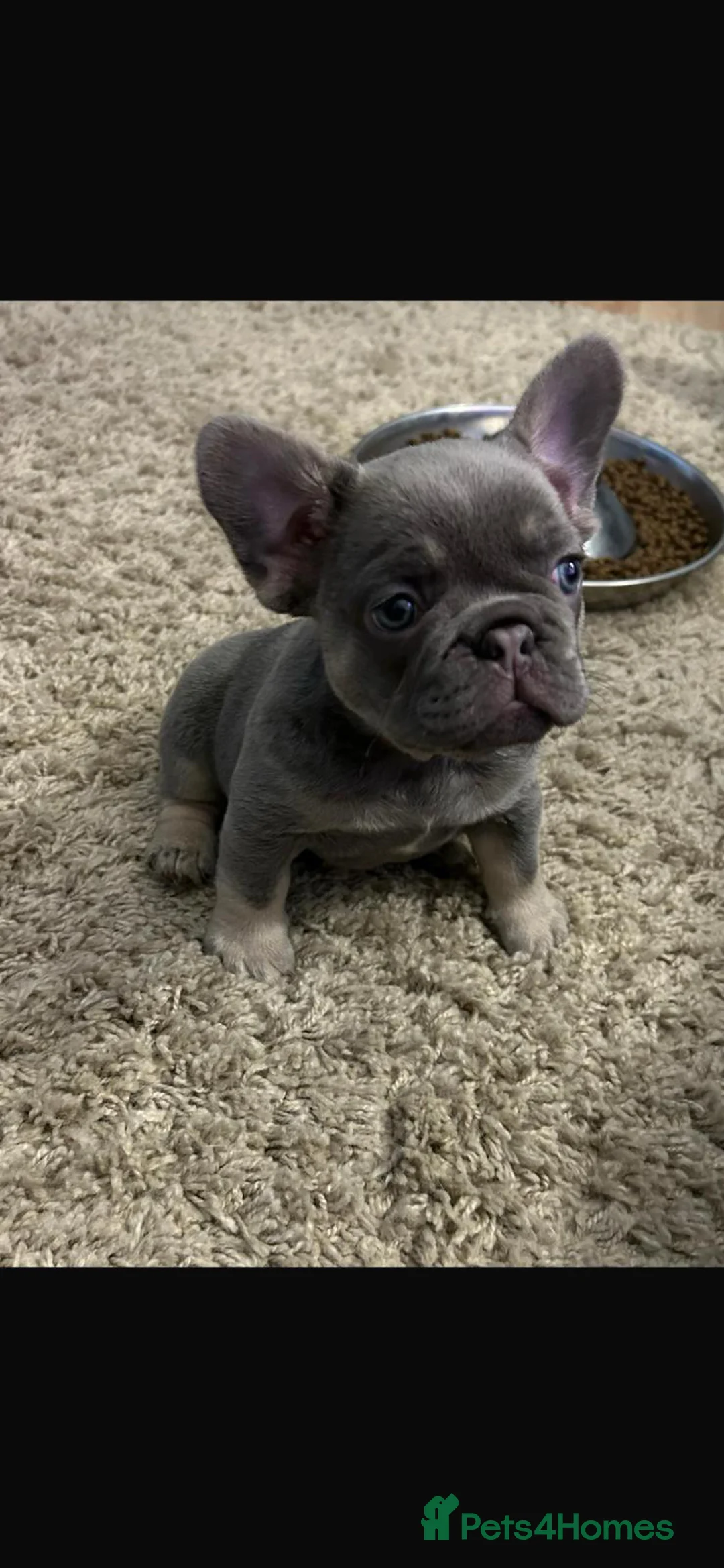 French Bulldog dogs for stud: 🔥🔥 PROVEN L1 & L4 BLUE VISUAL FLUFFY STUD 🔥🔥 in Feltham - Advert 25