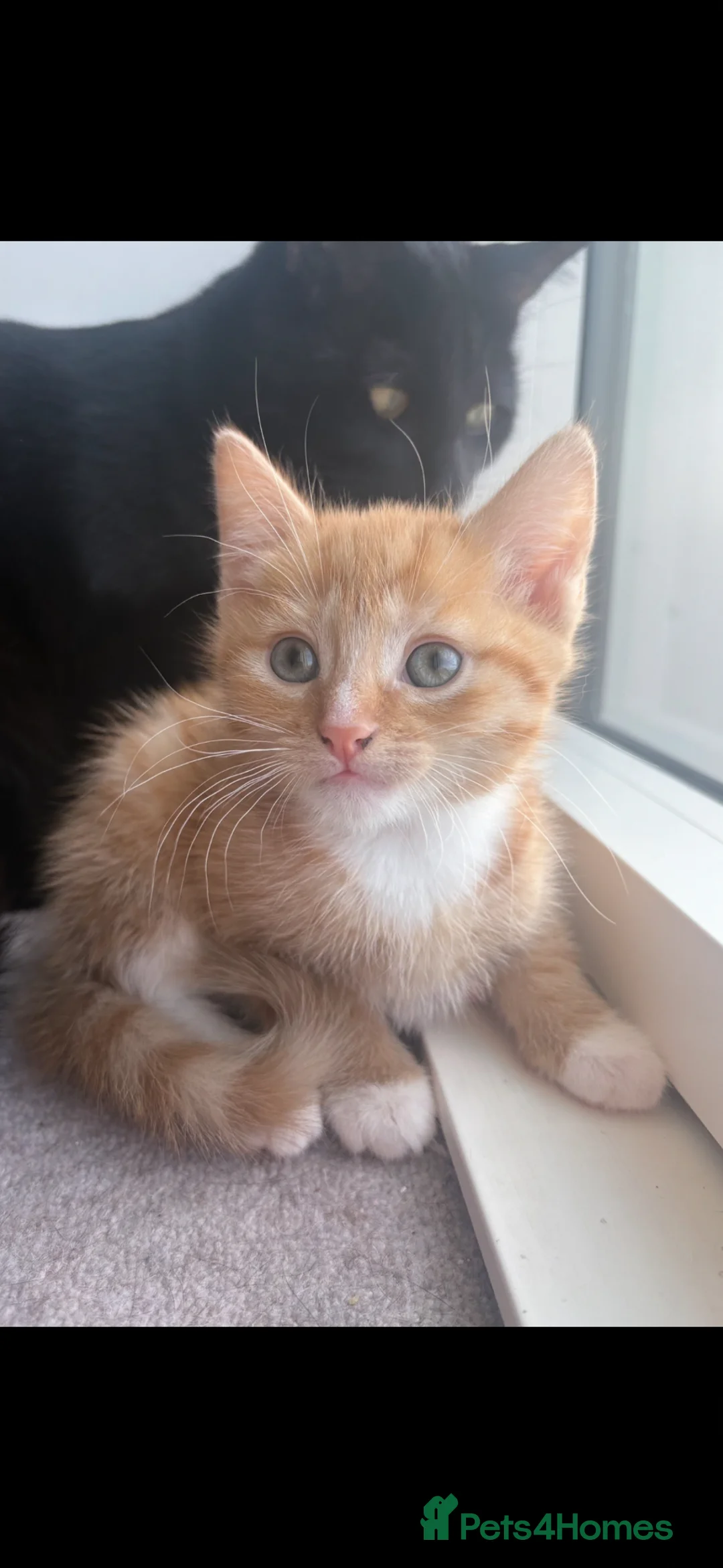 Domestic Shorthair cats for sale: Kittens ready to go - Advert 5