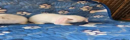 Mini Lop rabbits for sale: Stunning baby mini lops  - Advert 8