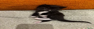 Mixed Breed Kitten 2