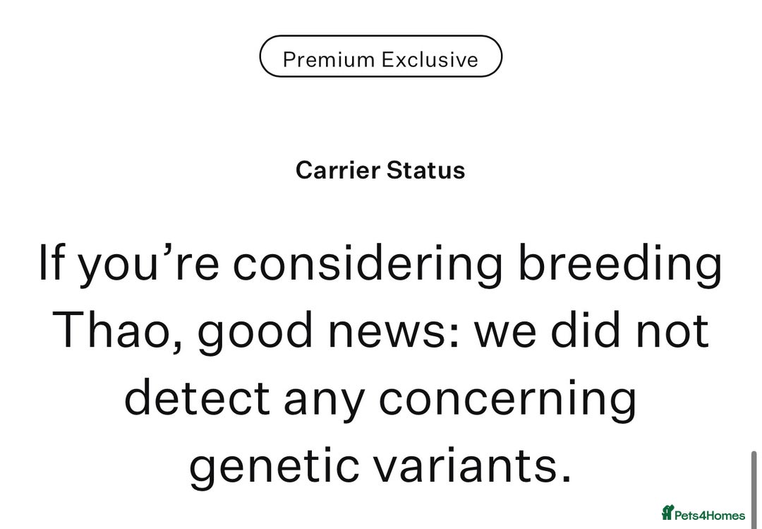 Maltese dogs for stud: ✨Exquisite DOLL KC Korean Maltese Stud DNA Clear ✨ - Image 7