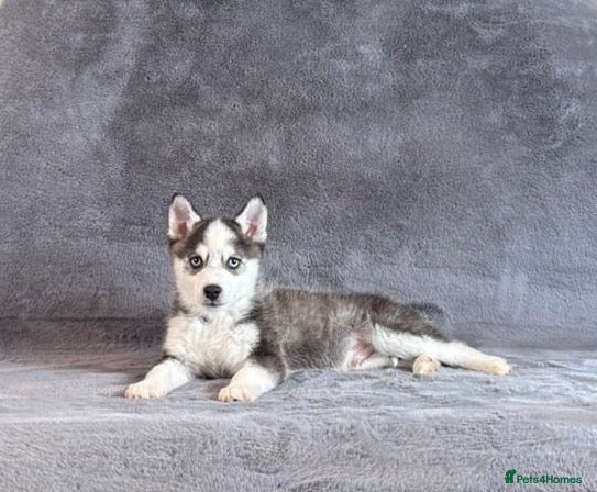 Pomsky dogs F3 blue eyed perfect husky markings male Pomsky  - Advert 1