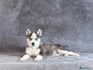 Pomsky dogs F3 blue eyed perfect husky markings male Pomsky - Advert 1
