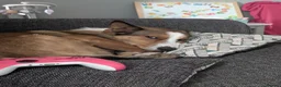 Mixed Breed dogs for sale: Duke 2 year old Welsh collie in Wigan - Advert 2
