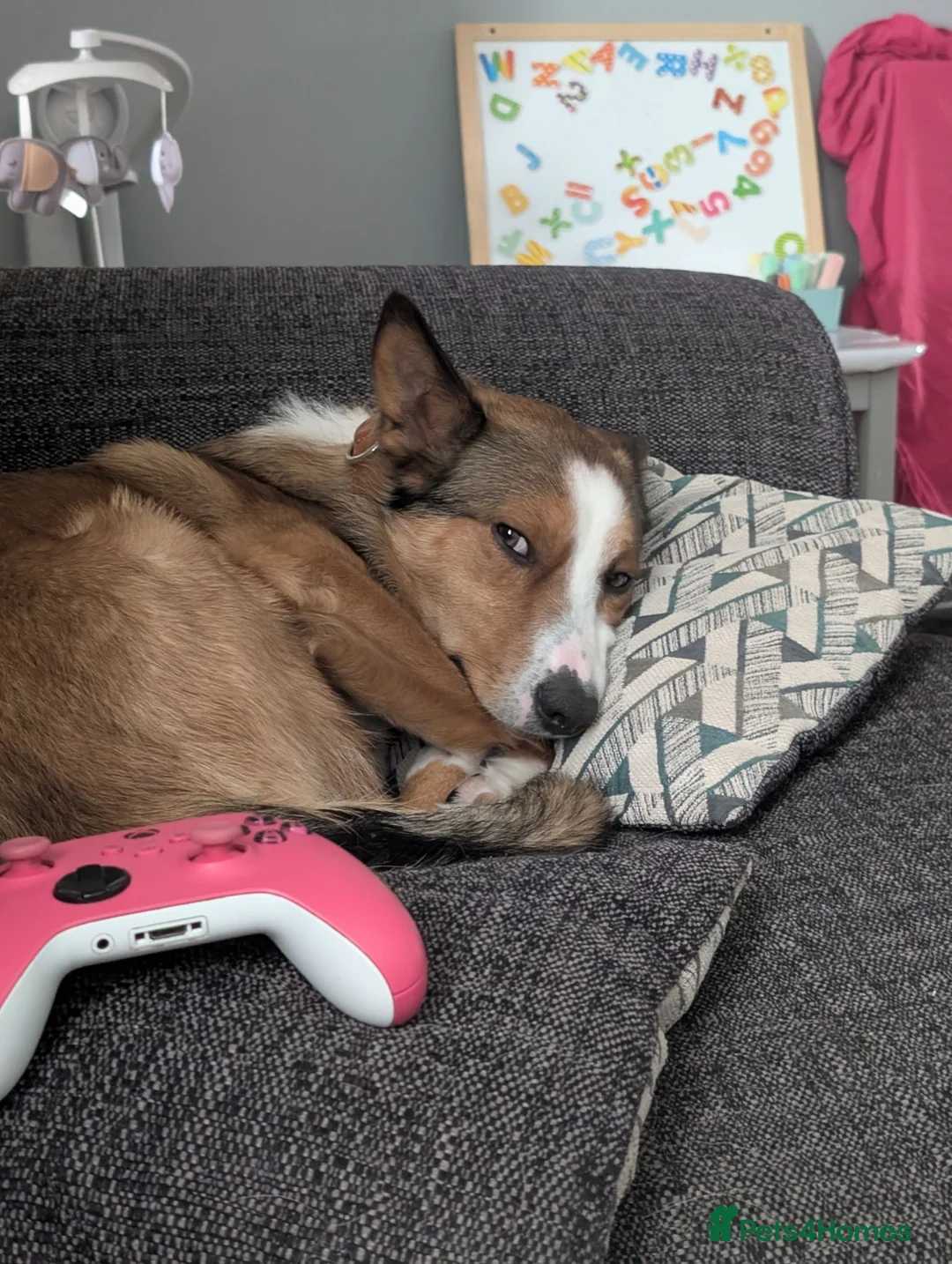 Mixed Breed dogs for sale: Duke 2 year old Welsh collie in Wigan - Advert 2