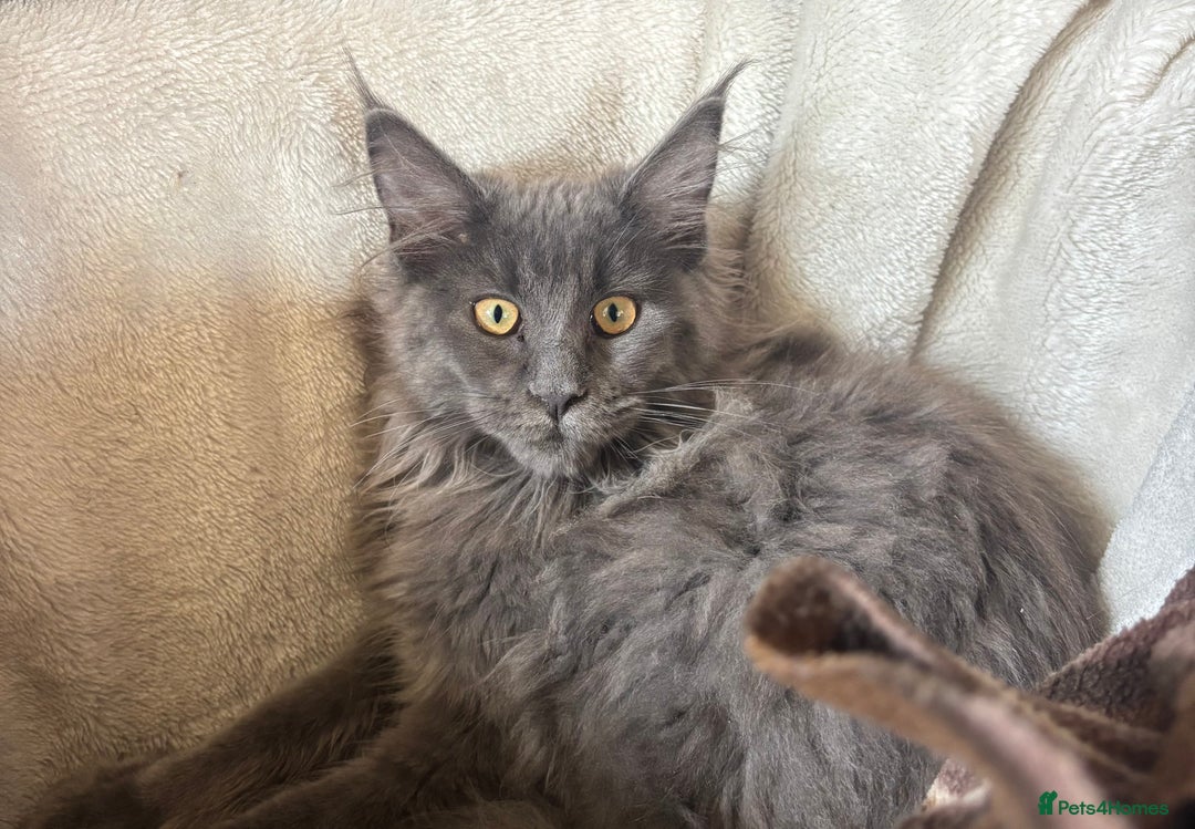 Maine Coon cats for sale: Blue Maine Coon kittens - Image 19