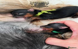 Yorkshire Terrier dogs for sale: KC REGISTERED DNA TESTED PARENTS MINIATURE YORKIES - Image 4