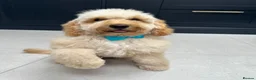 Cockapoo dogs for sale: Cockapoo Puppy 13 months - Advert 7