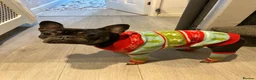 French Bulldog dogs for sale: This is Dolly-May - Advert 14