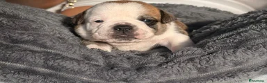 Mixed Breed Puppy 3