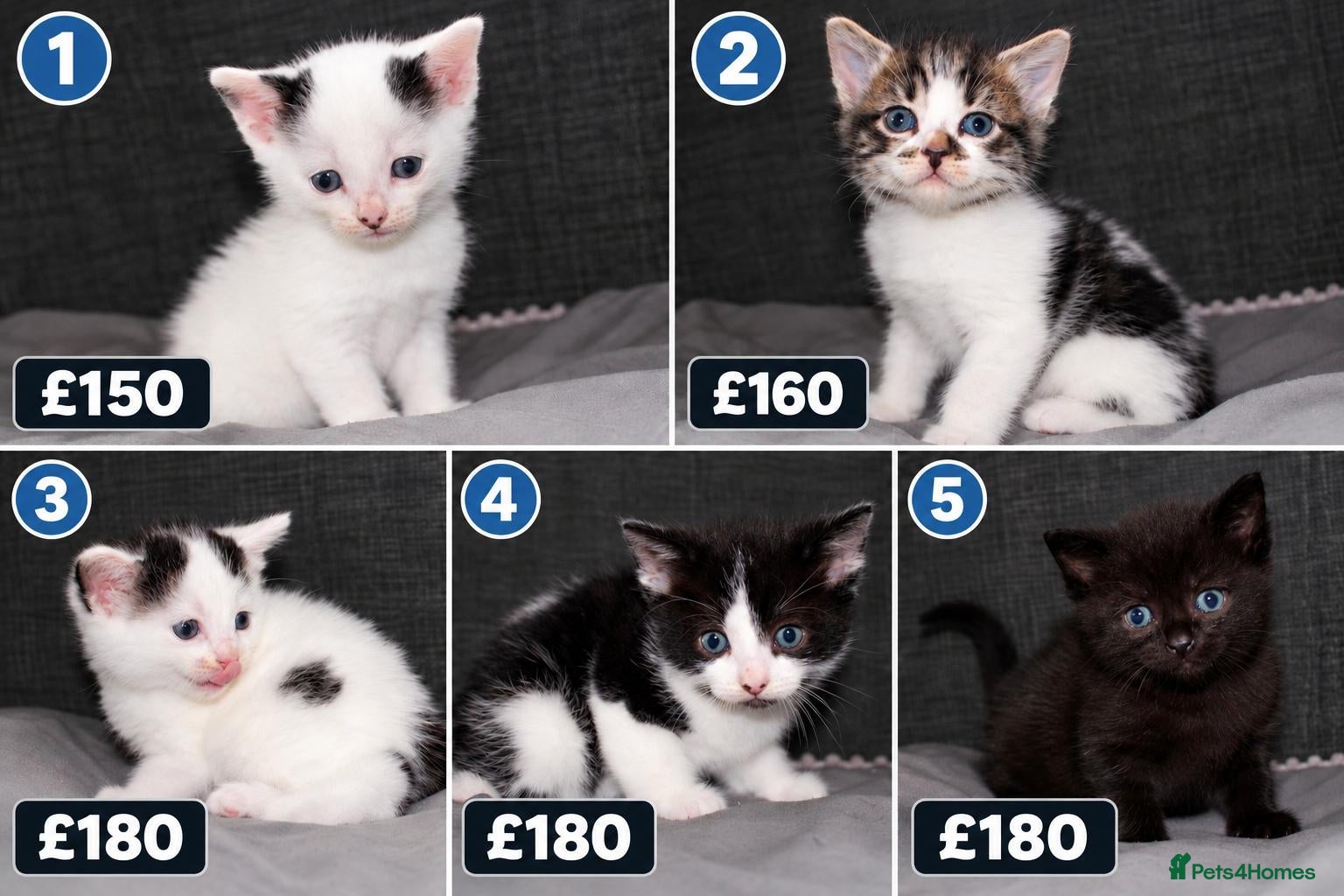 Mixed Breed cats 5 Ragdoll x Tabby Kittens | Boys | Ready Soon 🏡 - Advert 21