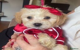 Mixed Breed dogs for sale: COTON DE TULEARS READY FOR THEIR FOREVER HOMES - Image 1