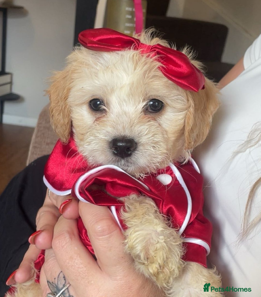 Mixed Breed dogs for sale: COTON DE TULEARS READY FOR THEIR FOREVER HOMES - Image 1