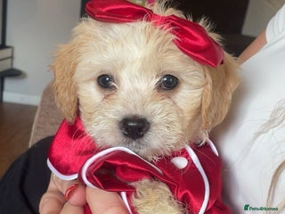 Mixed Breed dogs - Advert 22