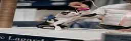 Devon Rex cats for stud: Super amazing boy for stud - Advert 3