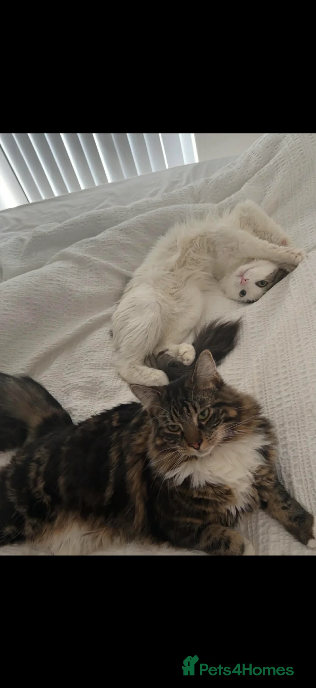 Mixed Breed cats for sale: 2 cats to be re homed   - Advert 2