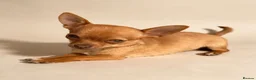 Chihuahua dogs for sale: KC Registered Chihuahua Puppies - Advert 2