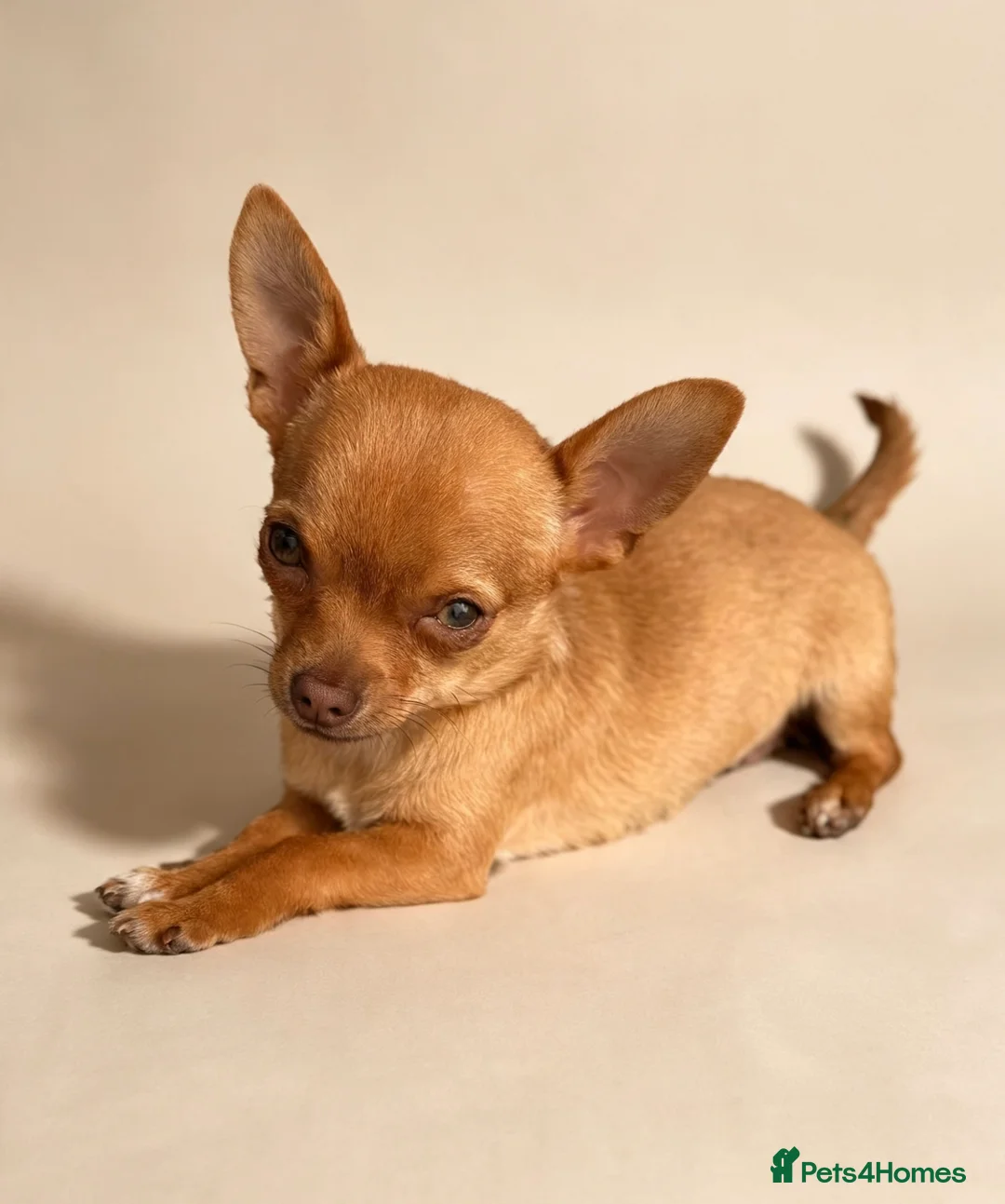 Chihuahua dogs for sale: KC Registered Chihuahua Puppies - Advert 2