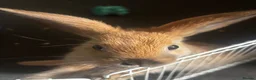 Mixed Breed rabbits for sale: rabbits  - Advert 3