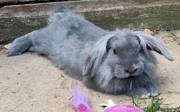 Mixed Breed rabbits for sale: Adorable lion head x lop - Image 1