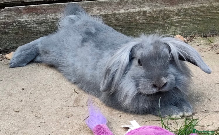 Mixed Breed rabbits - Advert 6